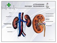 Стенд "Строение почки человека" - fgospostavki.ru - Нижневартовск