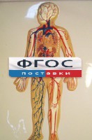 Модель барельефная "Кровеносная система человека" - fgospostavki.ru - Нижневартовск