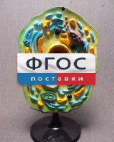 Модель "Клетка растения" - fgospostavki.ru - Нижневартовск