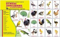 Демонстрационные карточки "Птицы домашние и декоративные" - fgospostavki.ru - Нижневартовск