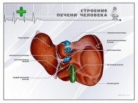 Стенд "Строение печени человека" - fgospostavki.ru - Нижневартовск