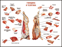 Таблица "Правила разделки мясных туш. Говядина и телятина" (100х140 сантиметров, винил) - fgospostavki.ru - Нижневартовск