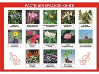 Таблица демонстрационная "Растения Красной книги" (винил 70*100) - fgospostavki.ru - Нижневартовск