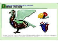 Рельефная таблица "Внутреннее строение голубя" (формат А1, матовое ламинирование) - fgospostavki.ru - Нижневартовск
