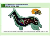 Рельефная таблица "Внутреннее строение собаки" (формат А1, матовое ламинирование) - fgospostavki.ru - Нижневартовск