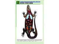 Рельефная таблица "Внутреннее строение ящерицы" (формат А1, матовое ламинирование) - fgospostavki.ru - Нижневартовск