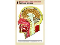 Рельефная таблица "Сагиттальный разрез головы" (формат А1, матовое ламинирование) - fgospostavki.ru - Нижневартовск