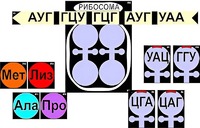 Модель-аппликация "Биосинтез белка" (ламинированная) - fgospostavki.ru - Нижневартовск