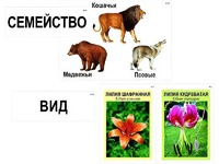 Модель-аппликация "Классификация растений и животных" (ламинированная) - fgospostavki.ru - Нижневартовск