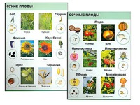 Коллекция "Семена и плоды" - fgospostavki.ru - Нижневартовск
