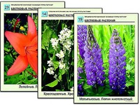Гербарий фотографический "Основные группы растений" - fgospostavki.ru - Нижневартовск