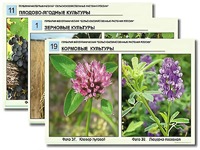 Гербарий фотографический "Сельскохозяйственные растения России" - fgospostavki.ru - Нижневартовск