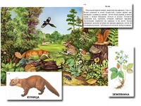 Магнитный плакат-аппликация "Лес: биоразнообразие и взаимосвязи в сообществе" - fgospostavki.ru - Нижневартовск