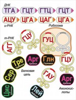 Модель-аппликация Биосинтез белка - fgospostavki.ru - Нижневартовск