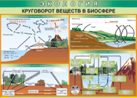 Таблица "Круговорот веществ в биосфере" (100х140 сантиметров, винил) - fgospostavki.ru - Нижневартовск