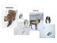 Комплект дидактических карточек "Следы на снегу" - fgospostavki.ru - Нижневартовск