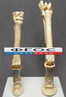 Скелет конечности лошади (передняя и задняя) на подставке - fgospostavki.ru - Нижневартовск
