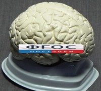 Модель "Мозг в разрезе" (белый) - fgospostavki.ru - Нижневартовск