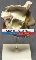 Модель "Разрез носоглотки" - fgospostavki.ru - Нижневартовск