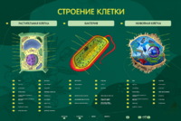 Электрифицированный стенд "Строение клетки" с маркерными полями - fgospostavki.ru - Нижневартовск