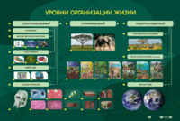 Электрифицированный стенд "Уровни организации жизни" - fgospostavki.ru - Нижневартовск