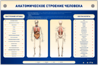 Электрифицированный стенд-тренажер c макетом скелета "Анатомическое строение человека" - fgospostavki.ru - Нижневартовск