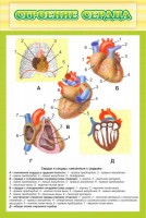 Стенд "Строение сердца" - fgospostavki.ru - Нижневартовск