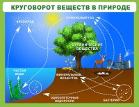 Стенд "Круговорот веществ" - fgospostavki.ru - Нижневартовск