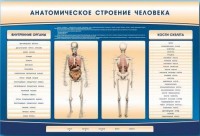 Электрифицированный стенд-тренажер c макетом скелета "Анатомическое строение человека" - fgospostavki.ru - Нижневартовск