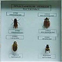 Коллекция энтомологическая "Представители отряда насекомых" - fgospostavki.ru - Нижневартовск