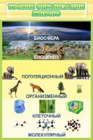 Стенд "Уровни организации живого" - fgospostavki.ru - Нижневартовск