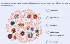 Интерактивные курсы. Биология 11 класс. Расширенный. - fgospostavki.ru - Нижневартовск