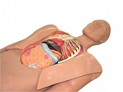 Муляж оперируемого пациента с экскурсией в грудную клетку и маской наркоза - fgospostavki.ru - Нижневартовск