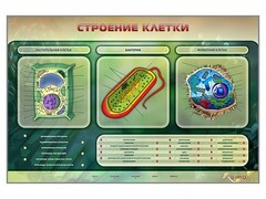 Электрифицированный стенд "Строение клетки" с маркерными полями - fgospostavki.ru - Нижневартовск