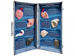 Учебно-демонстрационный кейс "Последствия употребления алкоголя и наркотиков" - fgospostavki.ru - Нижневартовск