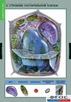 Комплект таблиц. Биология. Вещества растений. Клеточное строение. - fgospostavki.ru - Нижневартовск