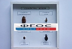 Коллекция "Семейство жуков" - fgospostavki.ru - Нижневартовск