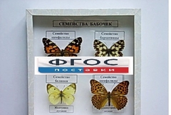 Коллекция "Семейство бабочек" - fgospostavki.ru - Нижневартовск