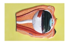 Модель барельефная "Строение глаза" - fgospostavki.ru - Нижневартовск