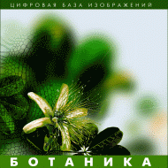 Ботаника. (Цифровая база изображений) - fgospostavki.ru - Нижневартовск
