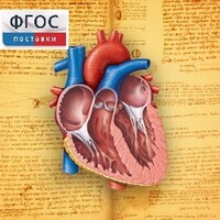 Анатомия (Цифровой атлас школьника) - fgospostavki.ru - Нижневартовск