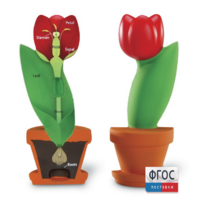 Модель цветка - fgospostavki.ru - Нижневартовск