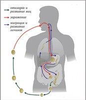 Модель-аппликация Цикл развития аскариды - fgospostavki.ru - Нижневартовск