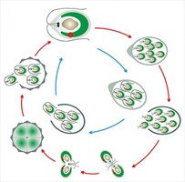 Модель-аппликация Размножение одноклеточной водоросли - fgospostavki.ru - Нижневартовск