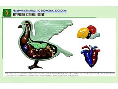 Рельефная таблица "Внутреннее строение голубя" (формат А1, матовое ламинирование) - fgospostavki.ru - Нижневартовск