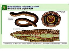 Рельефная таблица "Внутреннее строение дождевого червя" (формат А1, матовое ламинирование) - fgospostavki.ru - Нижневартовск