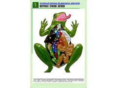 Рельефная таблица "Внутреннее строение лягушки" (формат А1, матовое ламинирование) - fgospostavki.ru - Нижневартовск