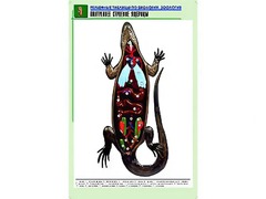 Рельефная таблица "Внутреннее строение ящерицы" (формат А1, матовое ламинирование) - fgospostavki.ru - Нижневартовск