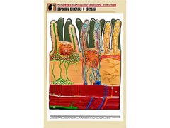Рельефная таблица "Ворсинка кишечная с сосудом" (формат А1, матовое ламинирование) - fgospostavki.ru - Нижневартовск