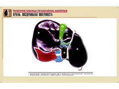 Рельефная таблица "Печень. Висцеральная поверхность" (формат А1, матовое ламинирование) - fgospostavki.ru - Нижневартовск